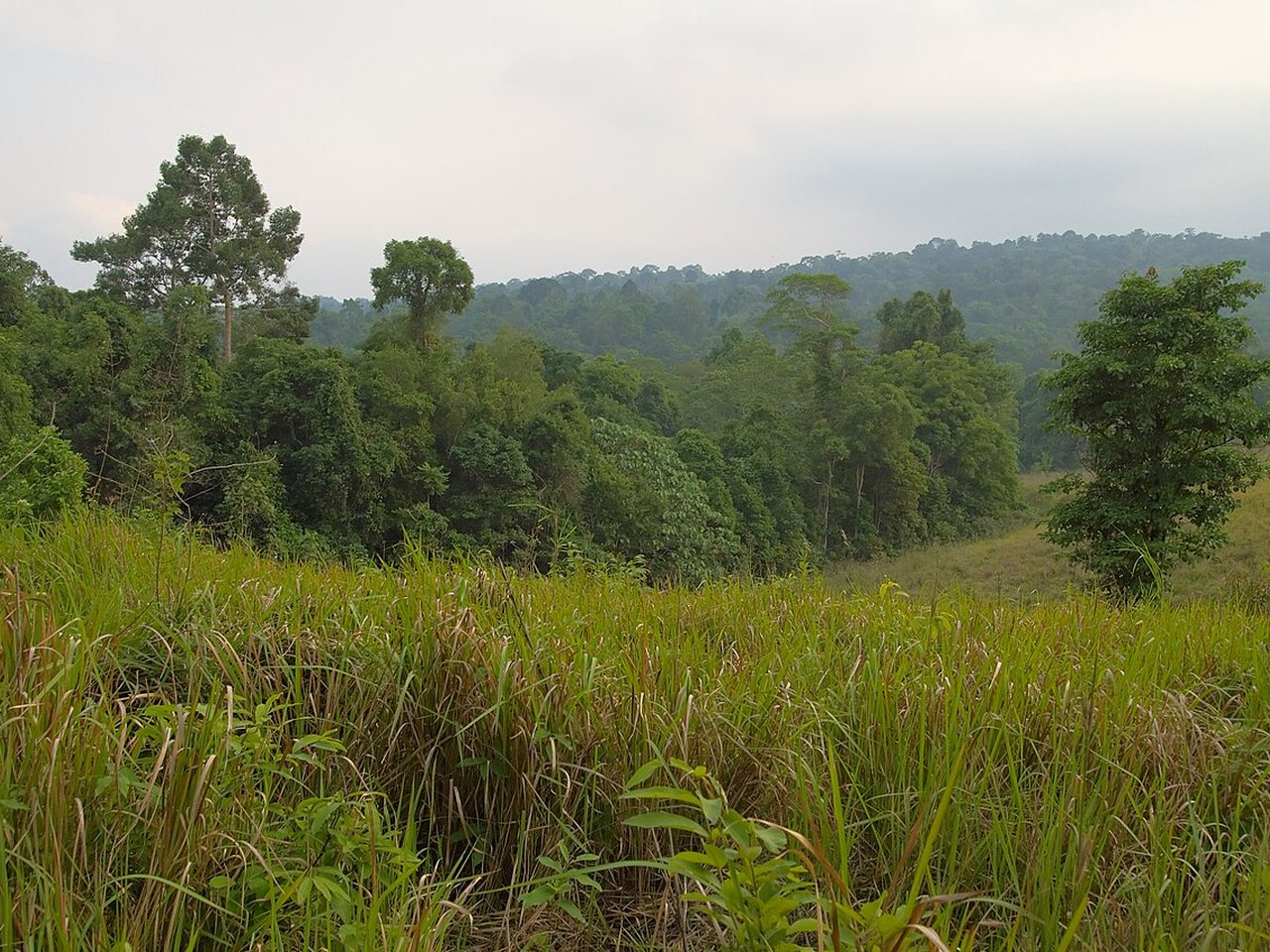 Grassland and forest in Khao Yai National Park, Thailand, where a foreign adult pays a 400-baht entrance fee against 40 baht for a Thai adult